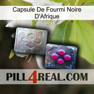 Africa Black Ant Capsule 38